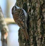 Eurasian Treecreeper