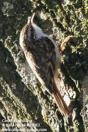 Eurasian Treecreeper male adult breeding