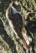 Eurasian Treecreeper