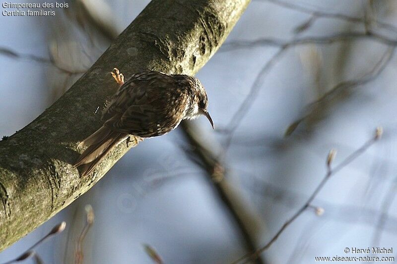 Eurasian Treecreeper male adult breeding