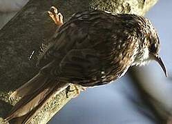 Eurasian Treecreeper