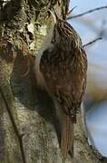 Eurasian Treecreeper