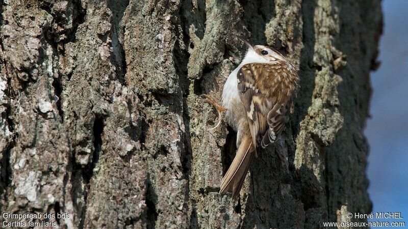 Eurasian Treecreeper male adult