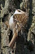 Eurasian Treecreeper