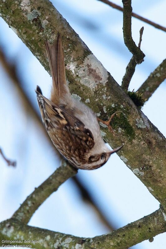 Eurasian Treecreeperadult