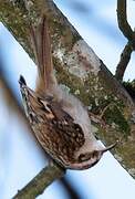 Eurasian Treecreeper