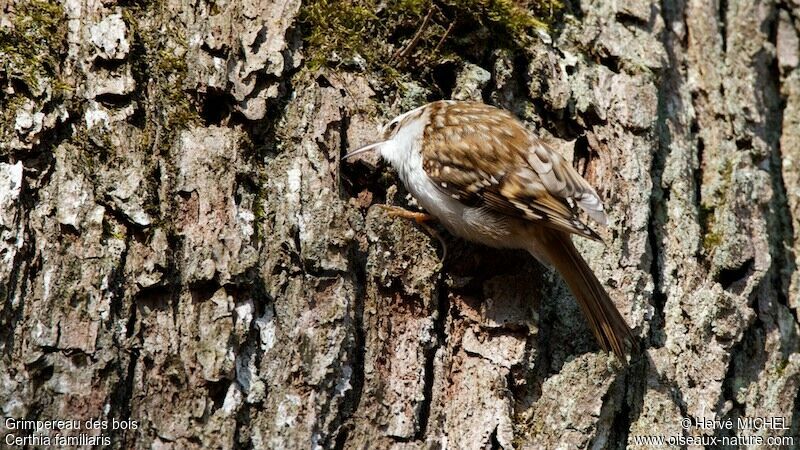 Eurasian Treecreeperadult, fishing/hunting