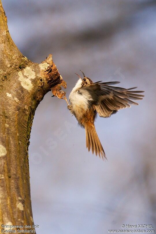 Eurasian Treecreeper