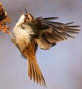 Eurasian Treecreeper