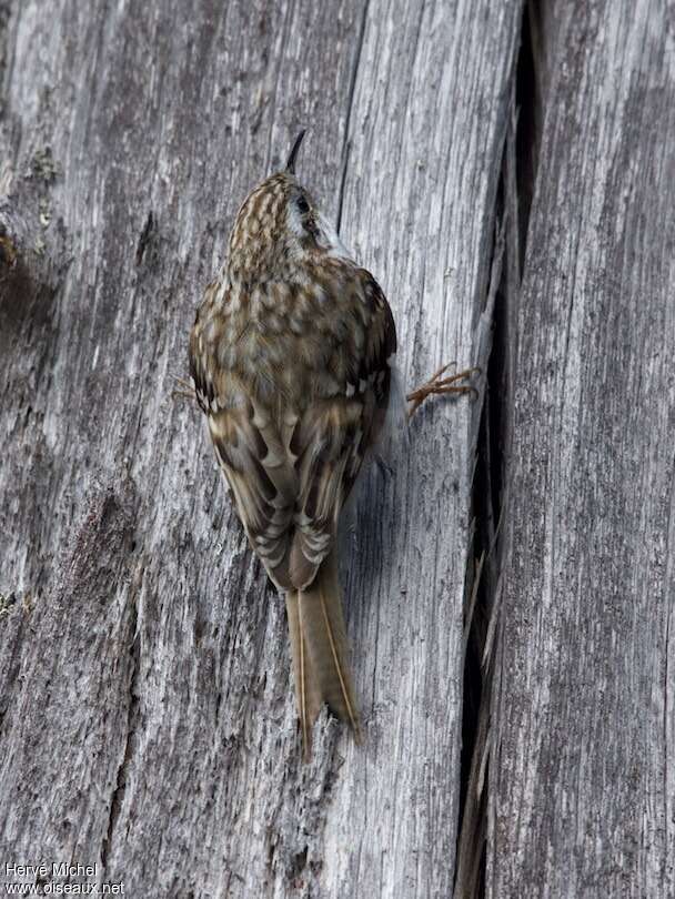 Eurasian Treecreeperadult, aspect, camouflage, pigmentation