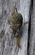 Eurasian Treecreeper