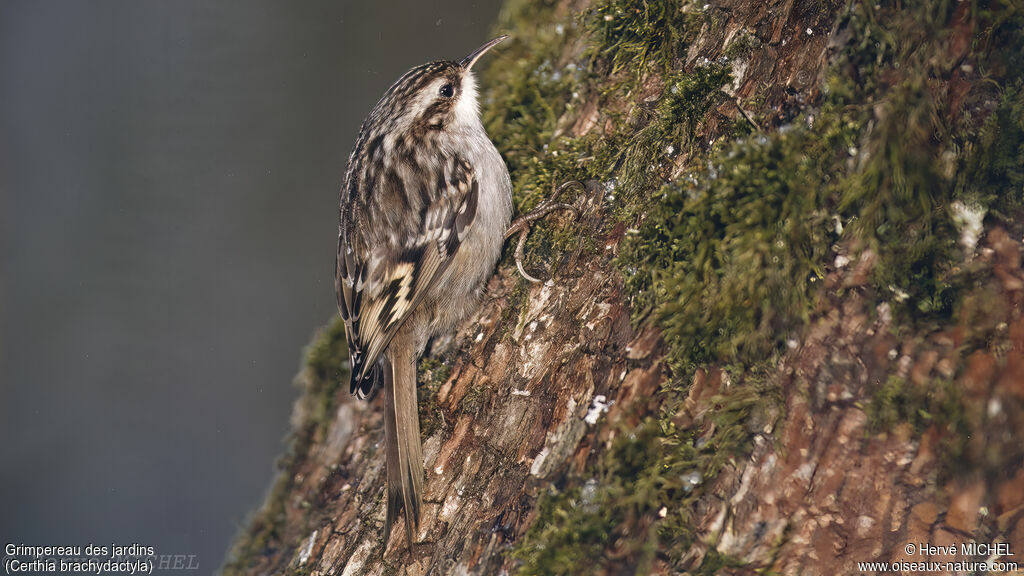 Short-toed Treecreeper