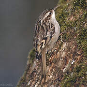 Short-toed Treecreeper