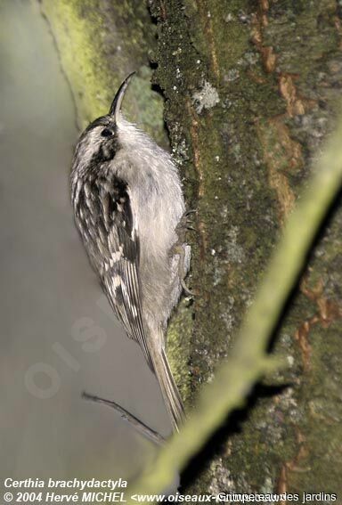 Short-toed Treecreeper