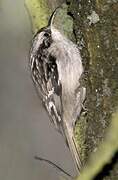 Short-toed Treecreeper