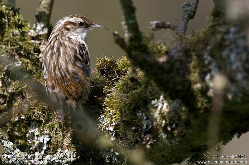 Short-toed Treecreeperadult, identification