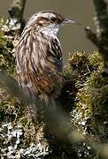 Short-toed Treecreeper