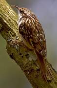 Short-toed Treecreeper