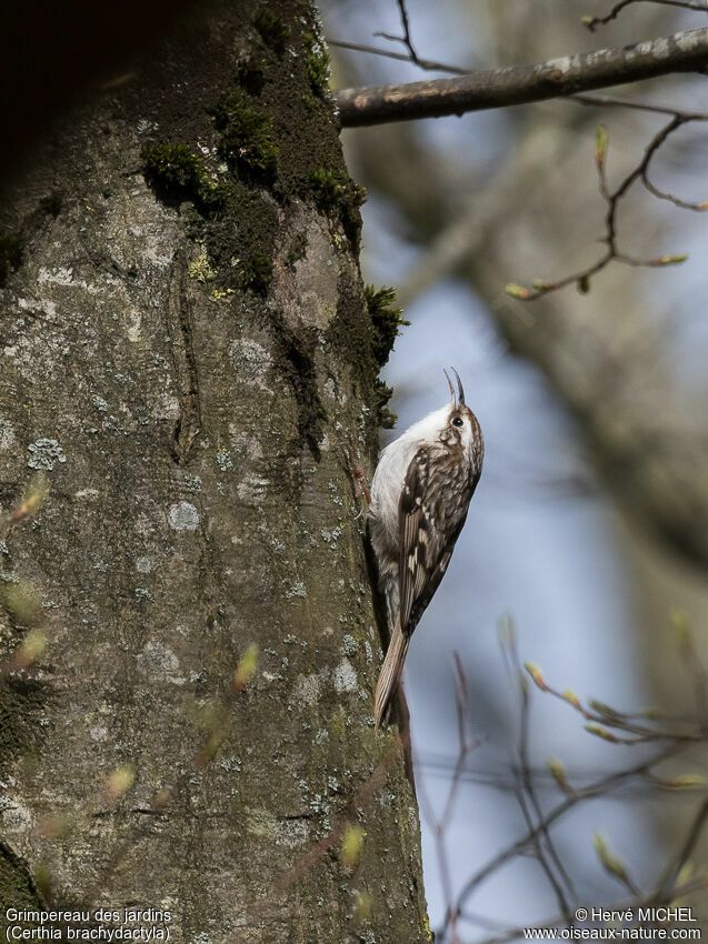 Short-toed Treecreeper male adult