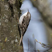 Short-toed Treecreeper