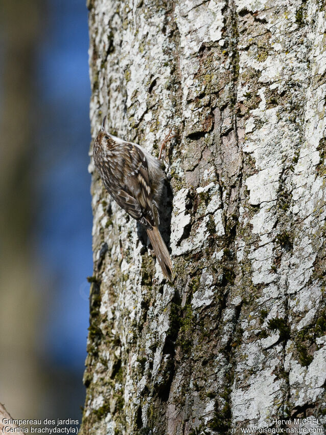 Short-toed Treecreeperadult