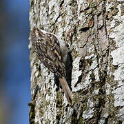 Short-toed Treecreeper