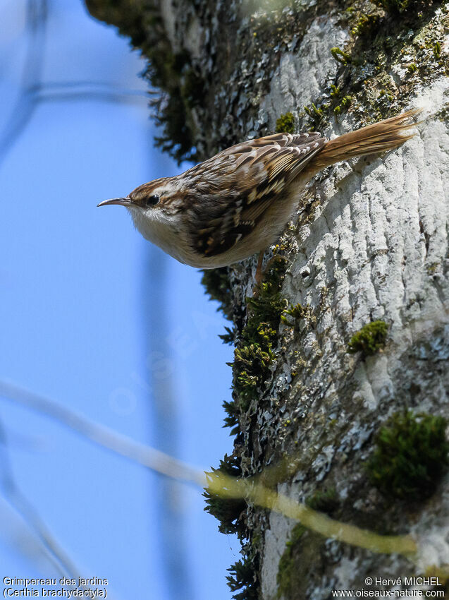 Short-toed Treecreeperadult