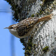 Short-toed Treecreeper