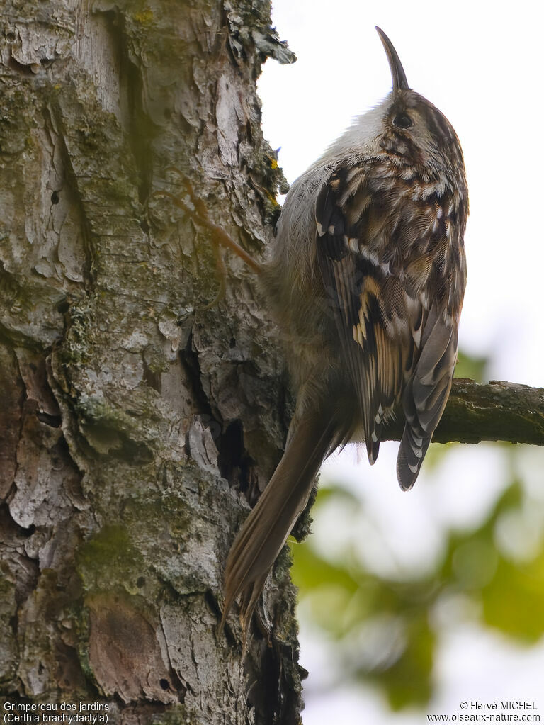 Short-toed Treecreeper