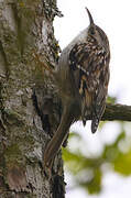 Short-toed Treecreeper