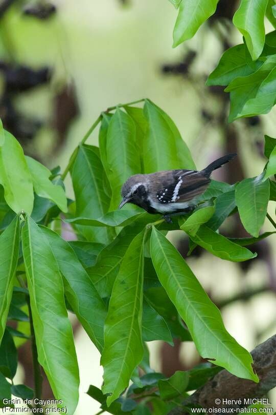 Southern White-fringed Antwren male