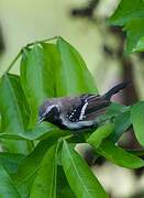 Southern White-fringed Antwren