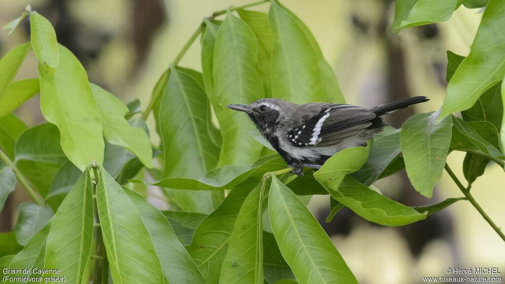 Southern White-fringed Antwren