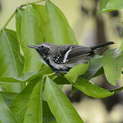 Southern White-fringed Antwren