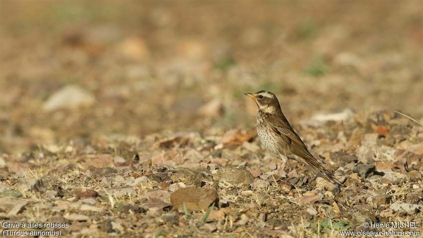 Dusky Thrush