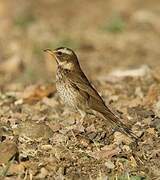 Dusky Thrush