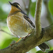 Varied Thrush