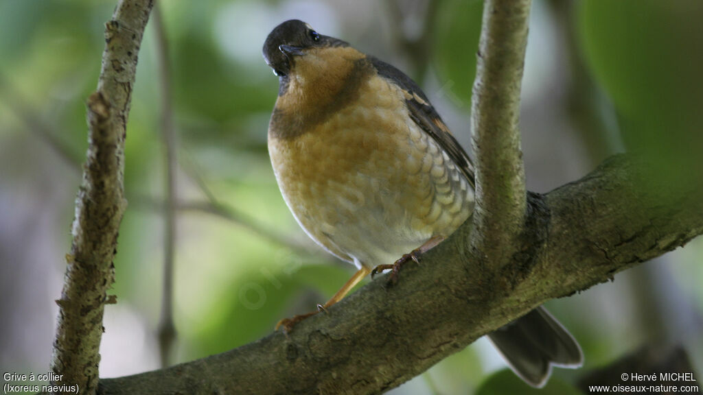 Varied Thrush