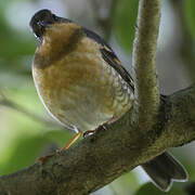 Varied Thrush