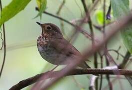 Swainson's Thrush