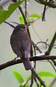 Swainson's Thrush