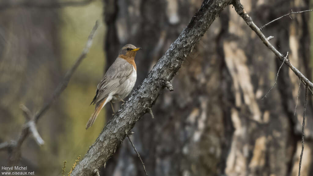 Red-throated Thrushadult breeding, habitat, pigmentation