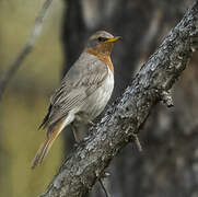 Red-throated Thrush