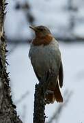 Red-throated Thrush