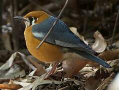 Orange-headed Thrush