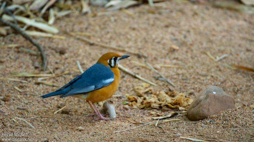 Orange-headed Thrush