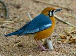 Orange-headed Thrush