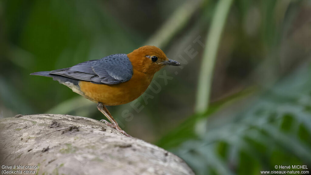 Grive à tête orange