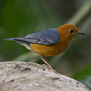 Orange-headed Thrush