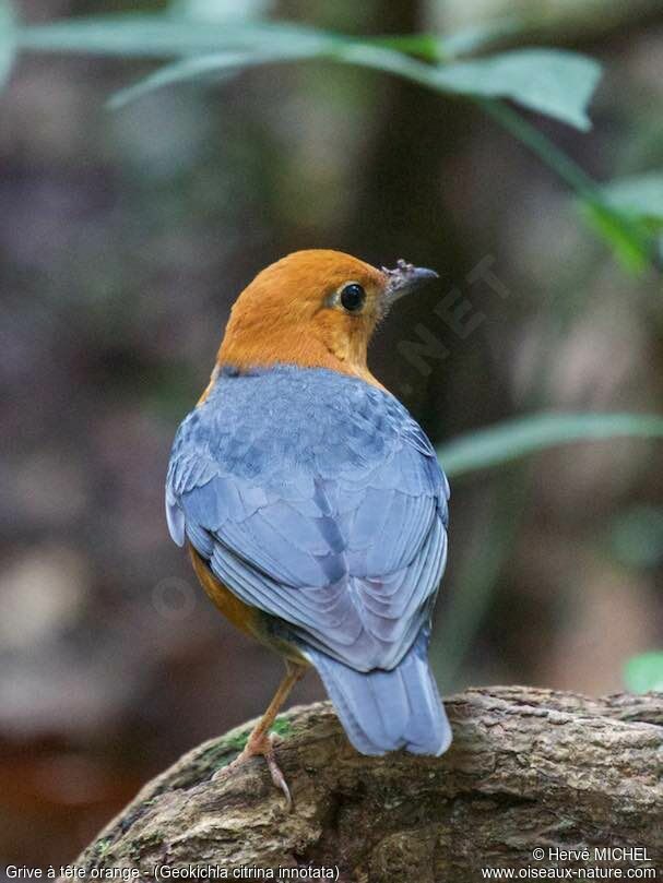 Orange-headed Thrush